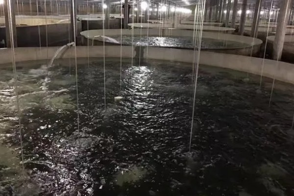 多宝鱼的养殖技术，选择体形完整、体色正常的鱼苗