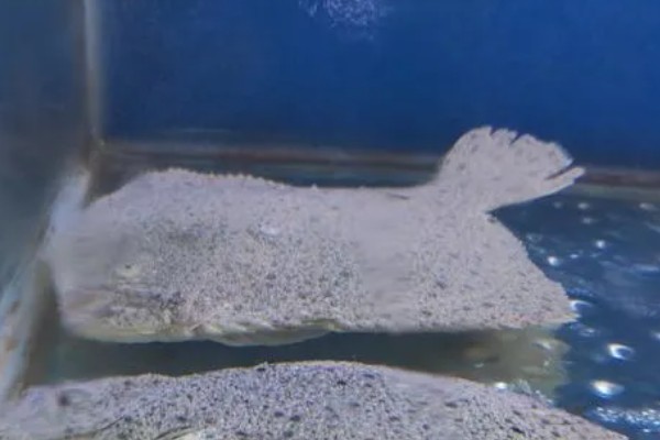 多宝鱼的养殖技术，选择体形完整、体色正常的鱼苗