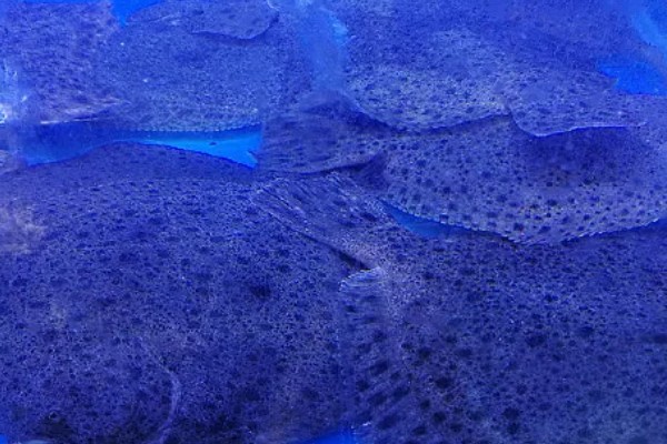 多宝鱼的养殖技术，选择体形完整、体色正常的鱼苗