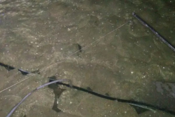 多宝鱼的养殖技术，选择体形完整、体色正常的鱼苗