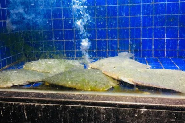 多宝鱼的养殖技术，选择体形完整、体色正常的鱼苗