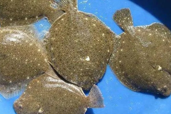 多宝鱼的养殖技术，选择体形完整、体色正常的鱼苗