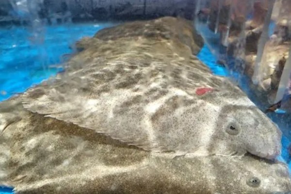 多宝鱼的养殖技术，选择体形完整、体色正常的鱼苗