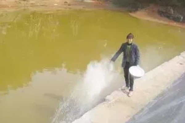 多宝鱼的养殖技术，选择体形完整、体色正常的鱼苗