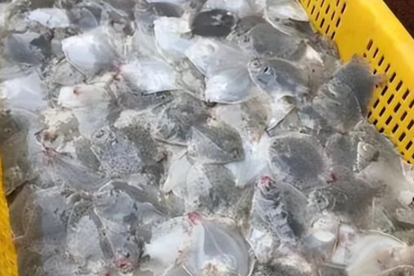 多宝鱼的养殖技术，选择体形完整、体色正常的鱼苗