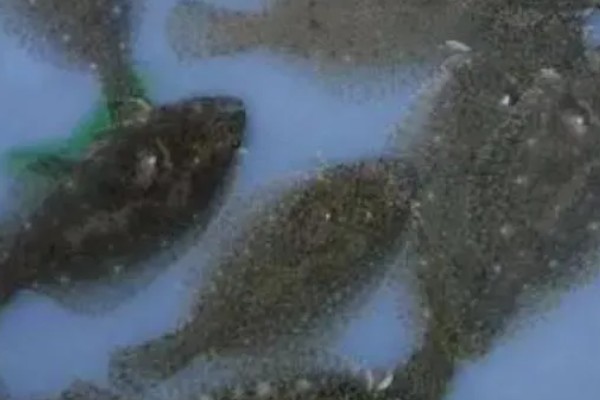 多宝鱼的养殖技术，选择体形完整、体色正常的鱼苗