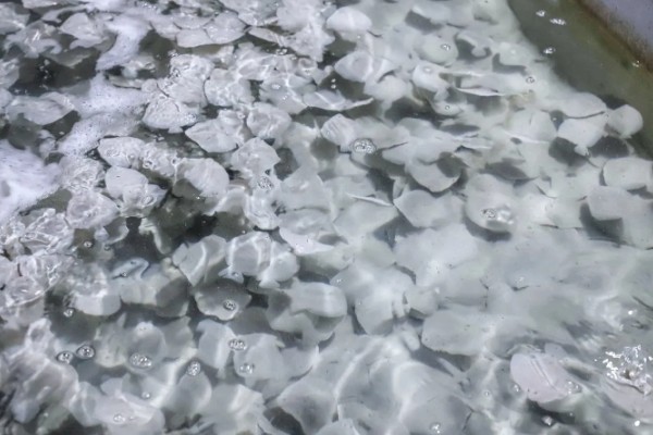 多宝鱼的养殖技术，选择体形完整、体色正常的鱼苗