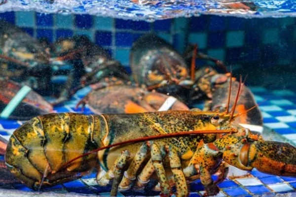 波士顿龙虾怎样养活，温度控制在18-32℃