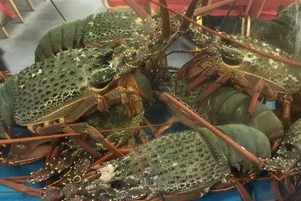 波士顿龙虾怎样养活，温度控制在18-32℃