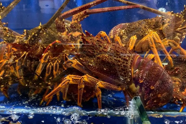 波士顿龙虾怎样养活，温度控制在18-32℃