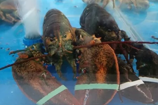 波士顿龙虾怎样养活，温度控制在18-32℃