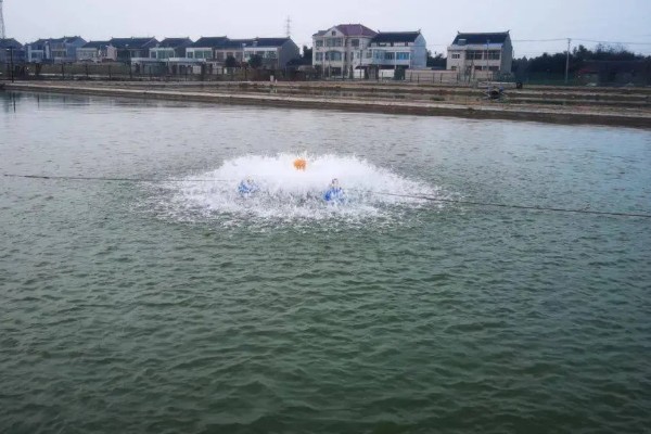 波士顿龙虾怎样养活，温度控制在18-32℃