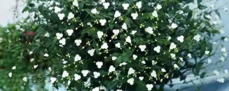 垂吊满天星如何养殖，生长过程中需要充足的水分