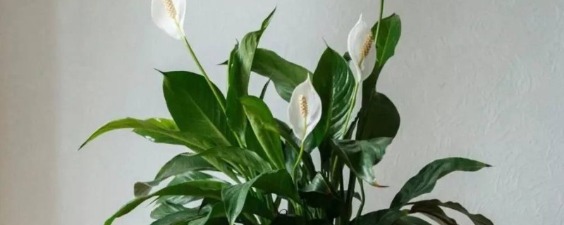 一帆风顺浇哪种水，池塘水比较合适