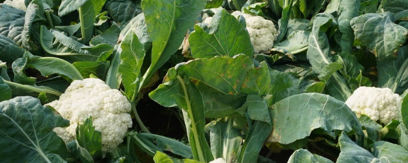 90天的花菜在几月播种，在每年的2-5月份播种