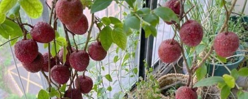 荔枝盆栽可以结果吗，是能结果的