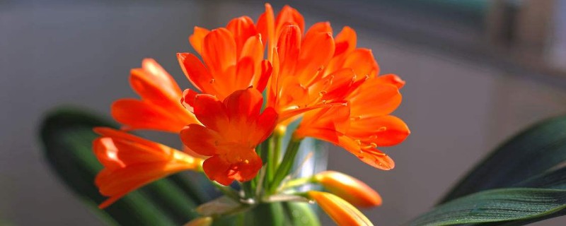 君子兰的种植方法，可在春季和夏季播种