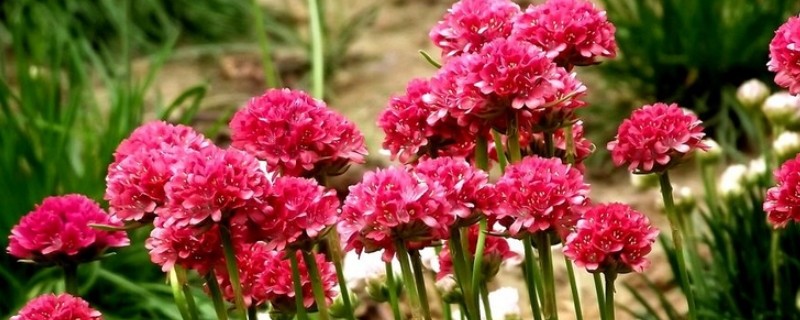 海石竹有没有毒，不含毒素可以养在家里