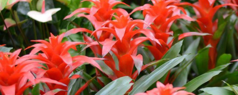 鸿运当头为何花色变白，可能是缺光、温度低等因素造成