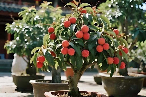 荔枝盆栽可以结果吗，是能结果的