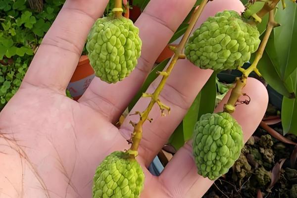 荔枝盆栽可以结果吗，是能结果的