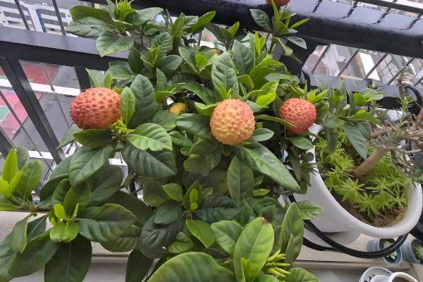 荔枝盆栽可以结果吗，是能结果的