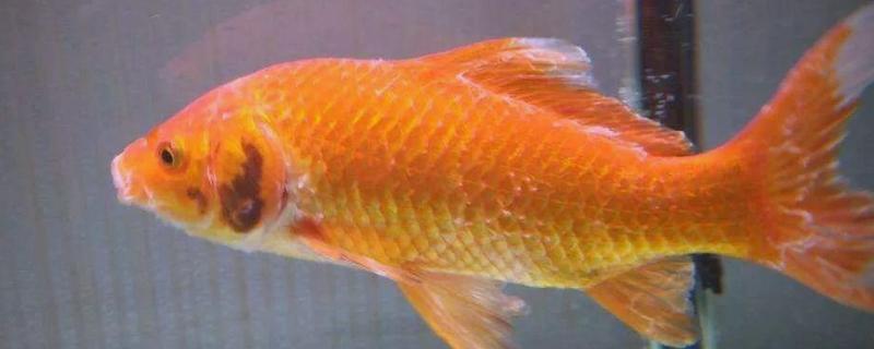 鱼得了水霉病用什么药，需要用杀菌水和亚甲蓝