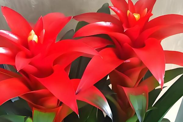 鸿运当头为何花色变白，可能是缺光、温度低等因素造成