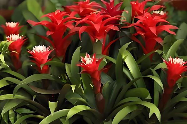 鸿运当头为何花色变白，可能是缺光、温度低等因素造成