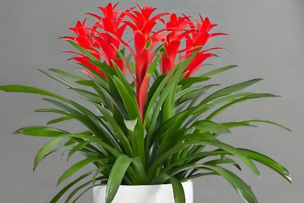 鸿运当头为何花色变白，可能是缺光、温度低等因素造成