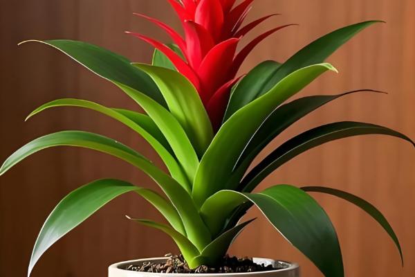 鸿运当头为何花色变白，可能是缺光、温度低等因素造成