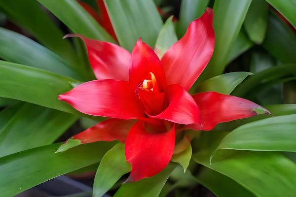 鸿运当头为何花色变白，可能是缺光、温度低等因素造成