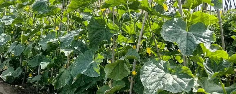 黄瓜为何不结果，一般是施肥不当、过度用药等原因所致