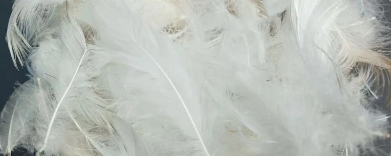 鹅有什么副产品，常见鹅绒、鹅毛、鹅蛋等种类