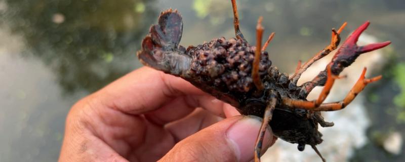 小龙虾一次产卵多少，1次大概可以产卵200-300粒