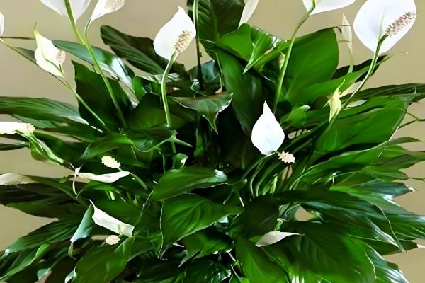 一帆风顺浇哪种水，池塘水比较合适