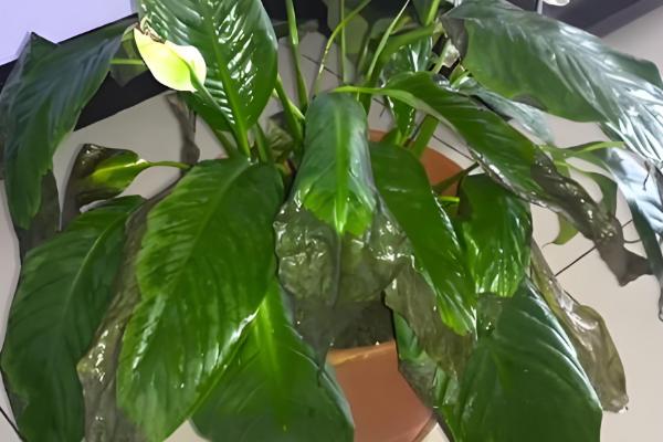 一帆风顺浇哪种水，池塘水比较合适