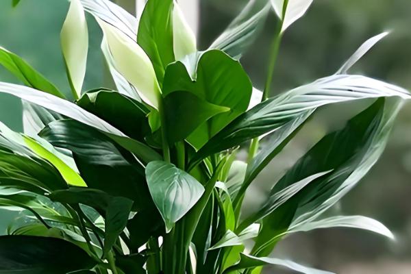 一帆风顺浇哪种水，池塘水比较合适