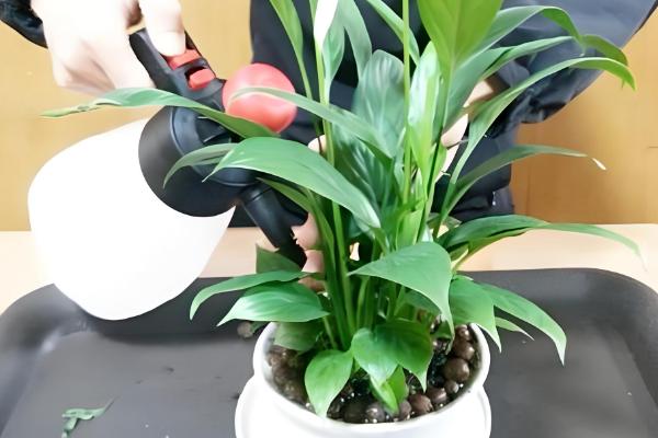 一帆风顺浇哪种水，池塘水比较合适