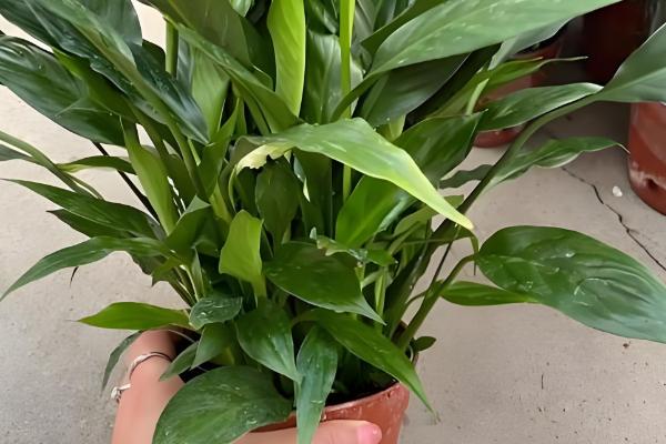 一帆风顺浇哪种水，池塘水比较合适