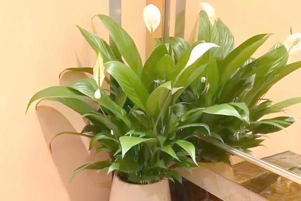 一帆风顺浇哪种水，池塘水比较合适