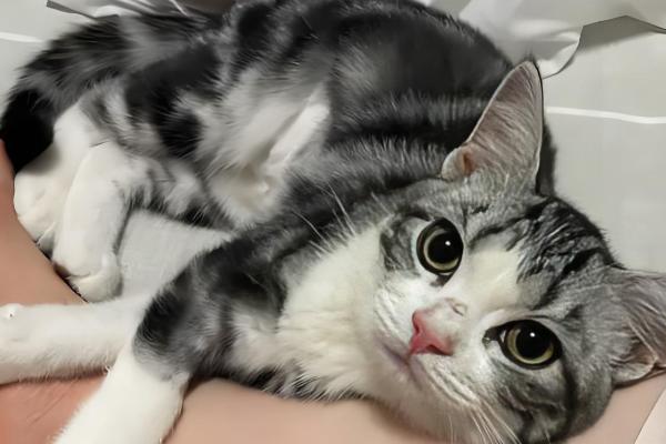 猫咪能吃雪糕吗，最好不要吃