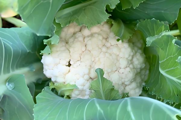 90天的花菜在几月播种，在每年的2-5月份播种