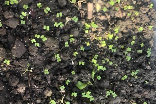 90天的花菜在几月播种，在每年的2-5月份播种