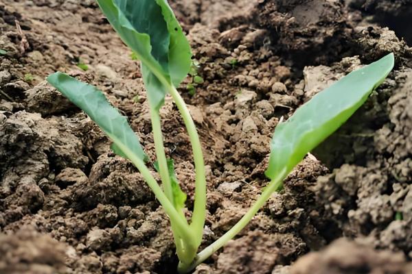 90天的花菜在几月播种，在每年的2-5月份播种