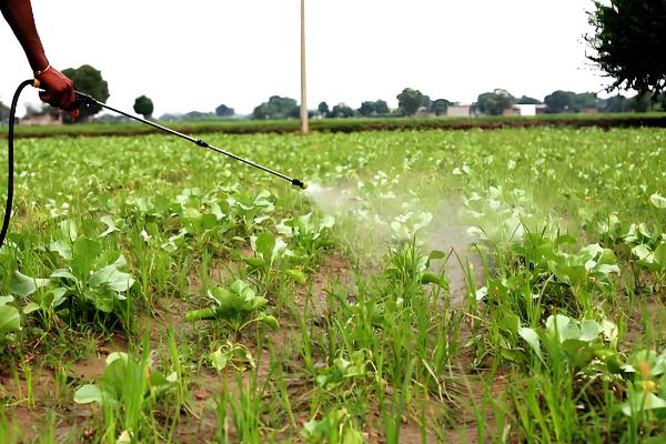 90天的花菜在几月播种，在每年的2-5月份播种