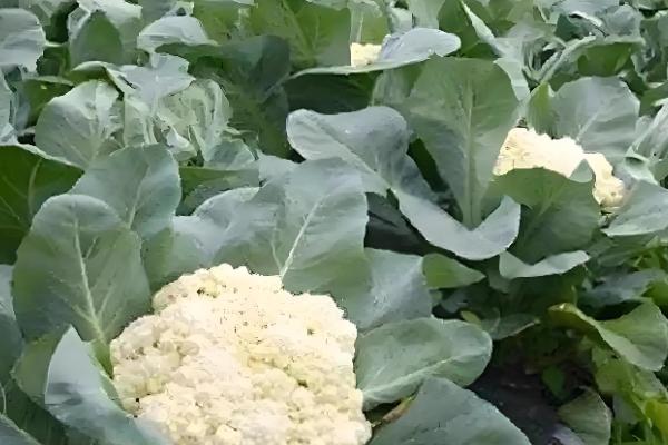 90天的花菜在几月播种，在每年的2-5月份播种