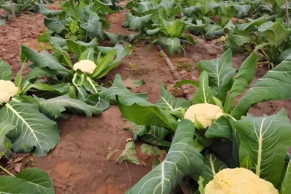 90天的花菜在几月播种，在每年的2-5月份播种