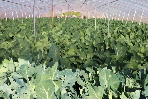 90天的花菜在几月播种，在每年的2-5月份播种