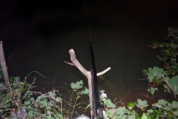 鲅鱼能不能夜钓，要在靠近岸边的地方作钓